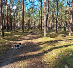Spacerem przez lasy. - Skwierzyna - 4