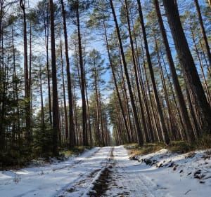 Trasa spacerowa Kowalik mazury - Ruciane-Nida - 3