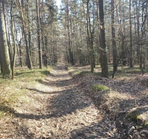 Piątkowy spacer - Rybnik - 3