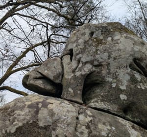 Mare aux Evées dans la forêt de Fontainebleau - Fontainebleau - 4