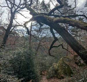 Mare aux Evées dans la forêt de Fontainebleau - Fontainebleau - 5