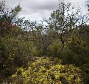 Boucle de la forêt de Greasque, et le Thubet - Saint-Savournin - 3