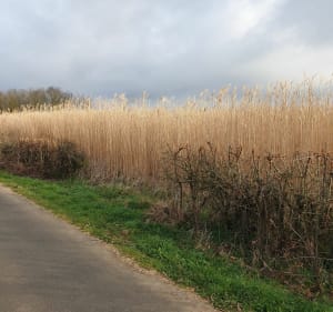 Les 10km de la mervilleuse - Merville - 4