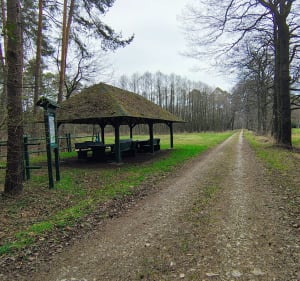 Grudzicki las spacer po ścieżkach pożarowych - Opole - 3