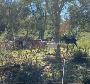 Forêt des Apiès, les Arcs sur Argens - Les Arcs - 3