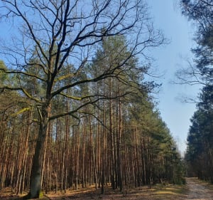 Wokół Grotnik" - Grotniki - 5