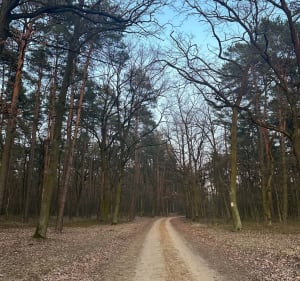 Przyćmień Kampinos - Kirsztajnów - 3