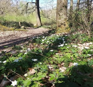 En Forêt à Clichy sous Bois - Clichy-sous-Bois - 3