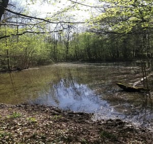 En Forêt à Clichy sous Bois - Clichy-sous-Bois - 5