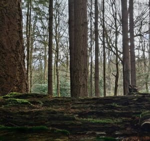 Randonnée en forêt d’Hondouville - Olivier - 3