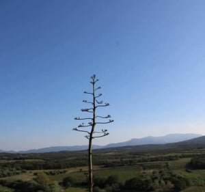 La Table Étoilé, par Puig Rabol - Fourques - 5