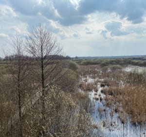 Bagno Całowanie, Wydmy, Kobyla Góra, Staw Żółw - Podbiel - 5