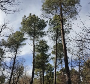 Boucle autour de la chapelle Saint-Roch et Forêt de Bourdogne - Crépol - 4