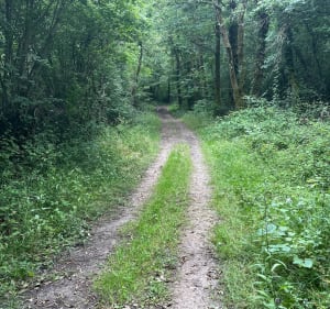 Berneuil découverte de ces alentours, par Bois de Méglade et du Soufflet - Berneuil - 3