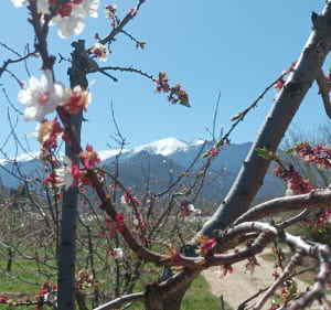 Dans les vergers de Sahorle (Vinça), au pied du Canigou - Vinça - 3