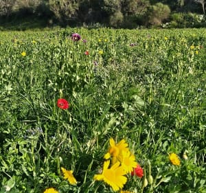 Le printemps de Caladroy - Pézilla-la-Rivière - 4