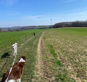 Balade dans le Bois des Crottes - Saint-Jean-de-Bournay - 3