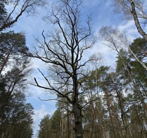 Kampinoski Park Narodowy, Karczmisko - Truskaw - 3