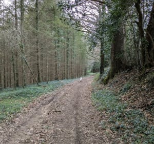 Le Puy du Thé depuis Neuvic-Entier - Neuvic-Entier - 5