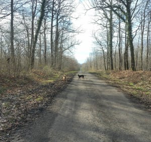 Balade pieds au sec, depuis Gros Fayant et le lac Noir - Rivières - 3