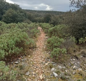 Sentier d'Espigoules à Ginasservis - Ginasservis - 3