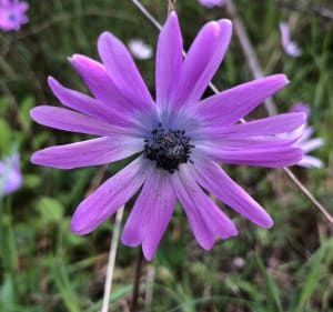 L’Endre, ses fleurs, ses lacs - La Motte - 4