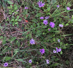 L’Endre, ses fleurs, ses lacs - La Motte - 5