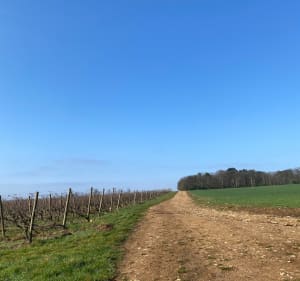 De Pernand à Savigny - Pernand-Vergelesses - 4