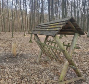 Dąbrowa - spacer po lesie - Lublin - 3