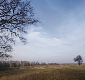 Dąbrowa - spacer po lesie - Lublin - 4