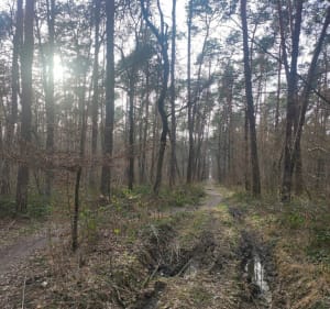 Dąbrowa - spacer po lesie - Lublin - 5