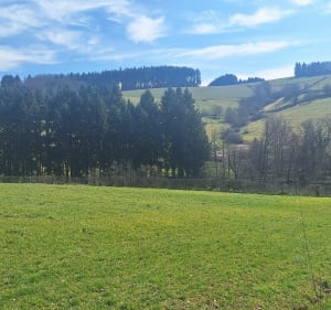 De Marnand à l'étang du Sibert - Thizy-les-Bourgs - 3