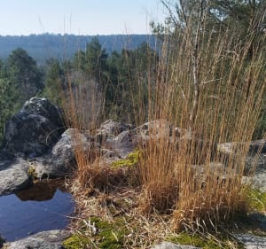 Balade à  Fontainebleau - Fontainebleau - 5