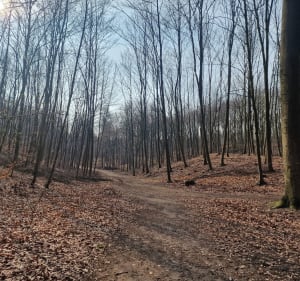Spacer po Puszczy od ulicy Smoczej - Szczecin - 3