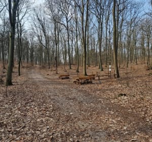 Spacer po Puszczy od ulicy Smoczej - Szczecin - 5