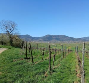 Balade au cœur du vignoble et au pied du Mont Saint Odile - Bernardswiller - 3