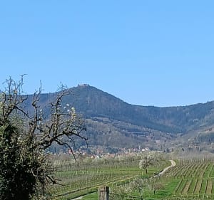 Balade au cœur du vignoble et au pied du Mont Saint Odile - Bernardswiller - 4