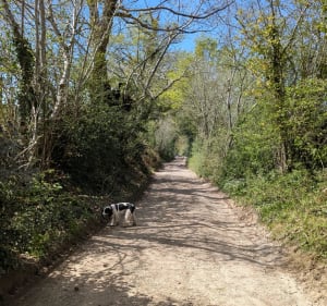 Sentier du pigeonnier à Aureil et Virolles - Aureil - 3