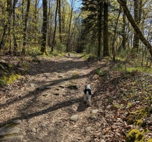 Sentier du pigeonnier à Aureil et Virolles - Aureil - 5