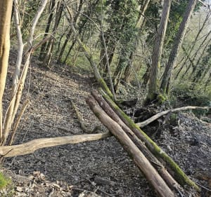 Balade forêt de la Croix-Saint-Jacques - La ville-du-Bois - 5