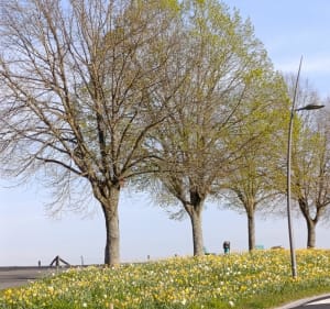 Promenade sur les hauteurs de Sarralbe - Sarralbe - 4