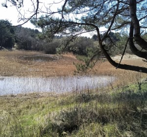 Balade dans la dune de Quend - Quend - 5