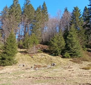 Chalet Le Collet direction le Honneck - Xonrupt-Longemer - 3
