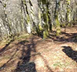 Chalet Le Collet direction le Honneck - Xonrupt-Longemer - 4