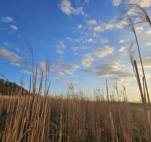 Balade au dessus des écuries de Cernay les Reims - Cernay-lès-Reims - 3