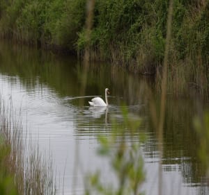 Promenade dans l'estuaire de la Leyre - Le Teich - 3