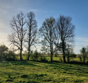 Dans la campagne Soullandaise au départ de Challans - Challans - 4