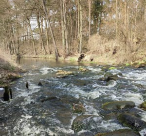 Okolice Zespołu Przyrodniczo -Krajobrazowego  Borkowice - Rokitnica - 4