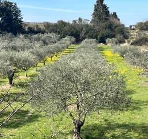 Autour des Piecaous - Saint-Saturnin-lès-Avignon - 4