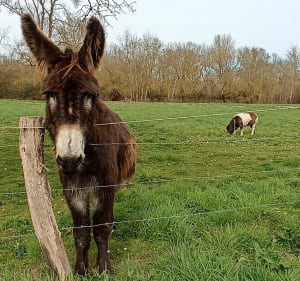 Huismes, sa campagne et ses cours d'eau - Huismes - 5